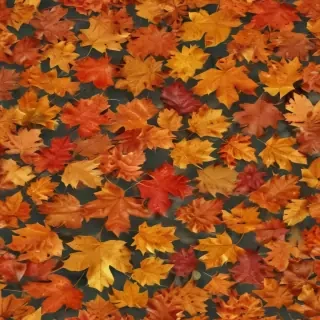 fall leaves png