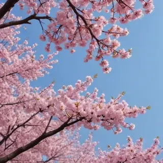 sakura background