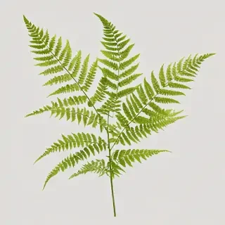 transparent fern png