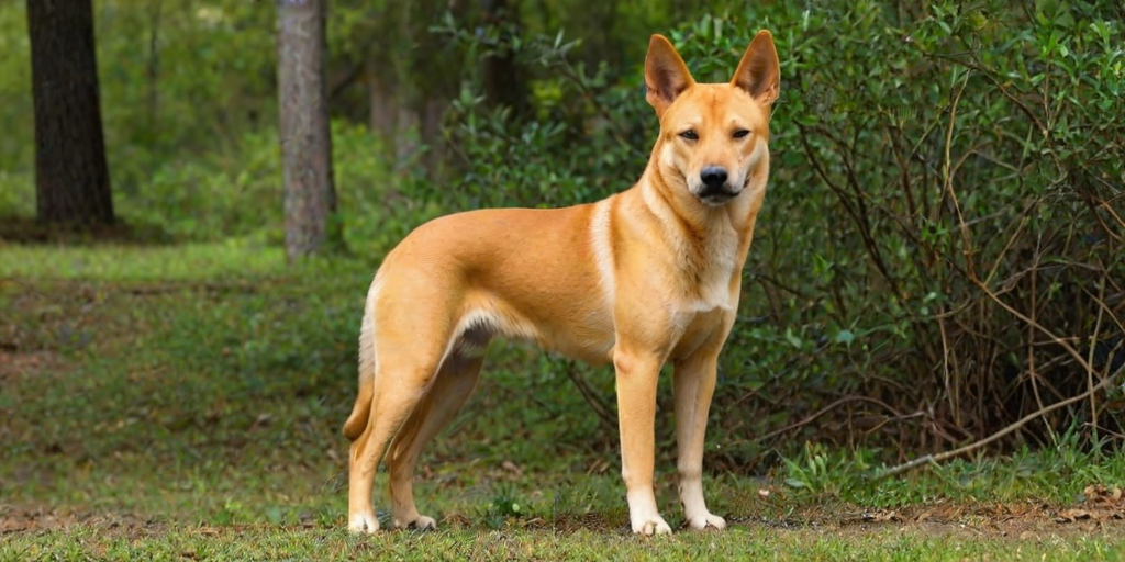 carolina dog breed