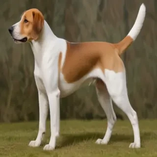 english foxhound
