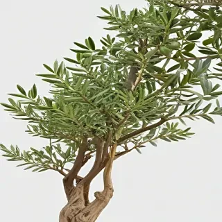 olive tree png