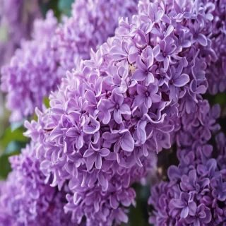 lilac iphone wallpaper