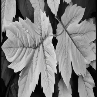 leaf white and black