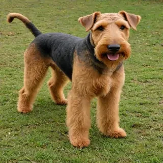 airedale terrier
