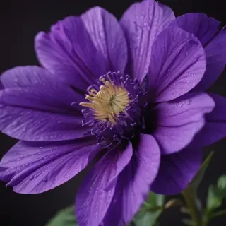 purple flower iphone wallpaper
