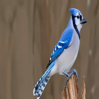 blue jay bird