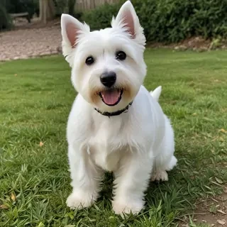 west highland white terrier