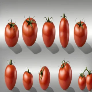 tomato png