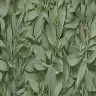 aesthetic sage green