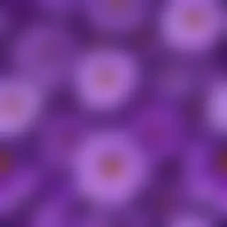 purple flowers background