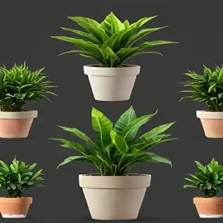 potted plants png