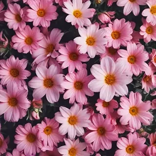 wallpaper iphone flowers