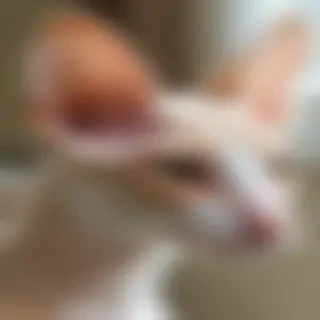 cornish rex breed
