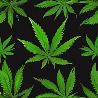 marijuana leaf