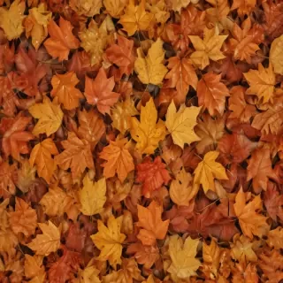 fall leaves png