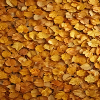 golden leaves background
