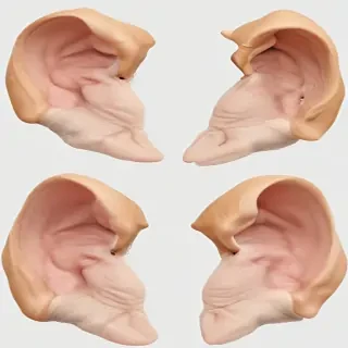 ears png