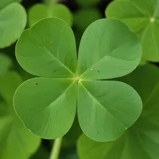 4 leaf clover