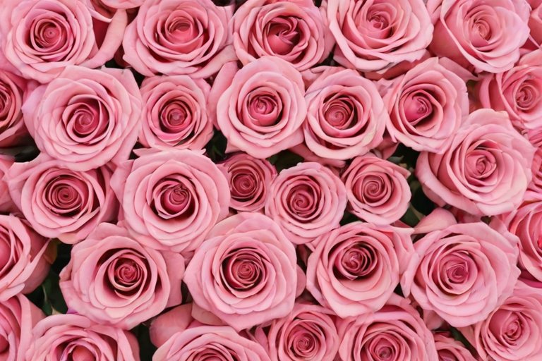 rose pink aesthetic wallpaper