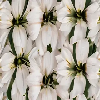 aesthic flower
