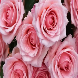 pink roses wallpaper iphone