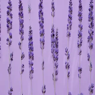 lavender background