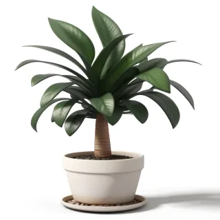 potted plants png