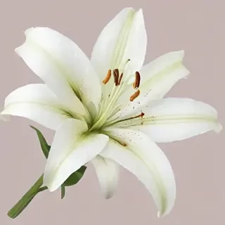 lily flower png