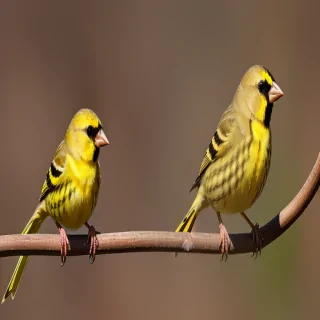 yellow finch