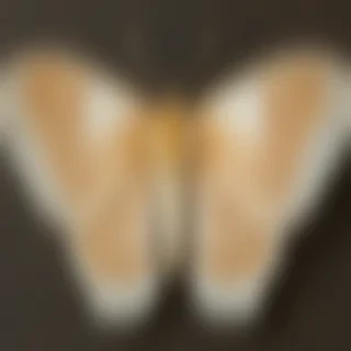 silk moth