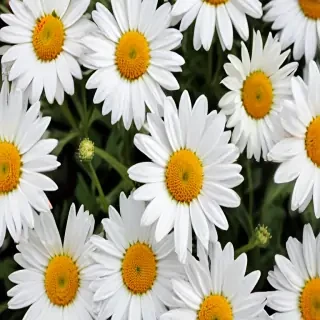 daisies png
