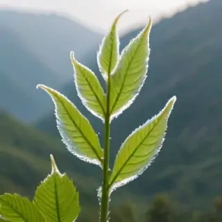 transparent plant