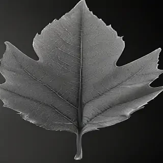 leaf images black and white