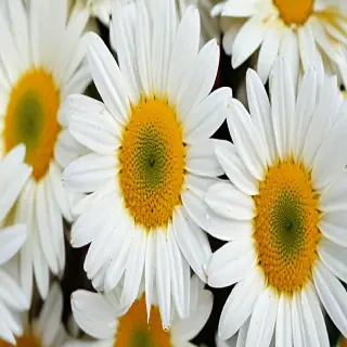 daisy desktop wallpaper