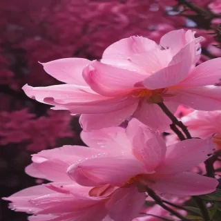 pink screensavers