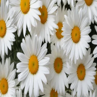 wallpaper daisy flower