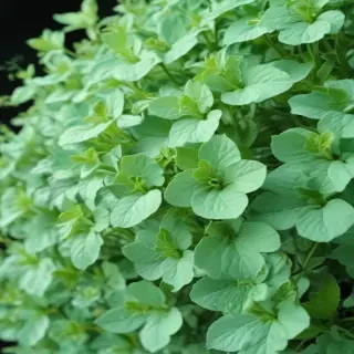 mint green background