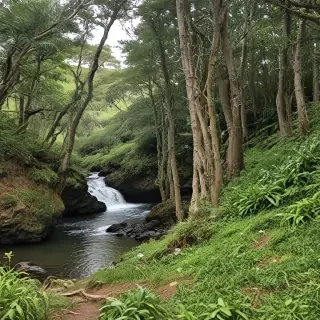 barbado da terceira