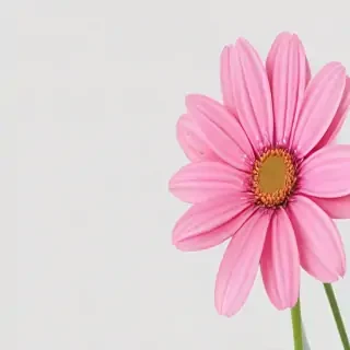 pink flower transparent background