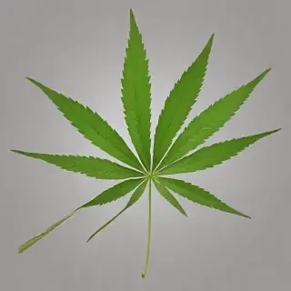 weed leaf png