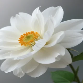 white flower transparent