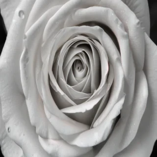 rose with black and white background