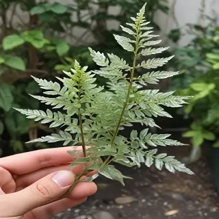 transparent plants
