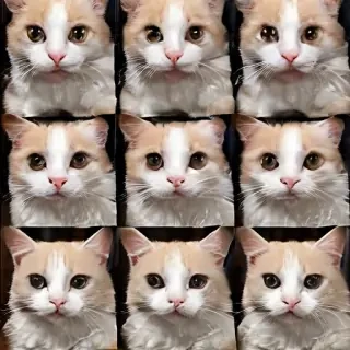 cat images