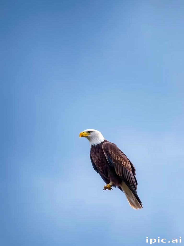 eagle wallpaper