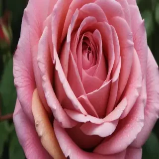 rose outline