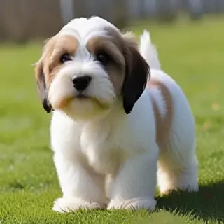 petit basset griffon vendeen