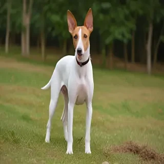 ibizan hound dog breed