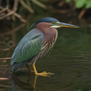 green heron
